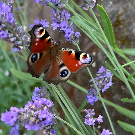 Apartment Kuckucksnest - Mit Traumblick Im Schwarzwald Bad Wildbad