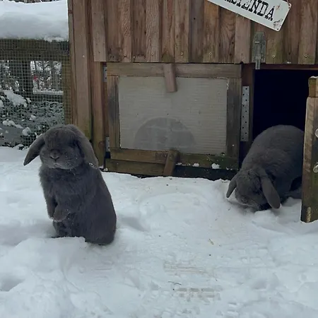Kuckucksnest - Mit Traumblick Im Schwarzwald Appartement Bad Wildbad