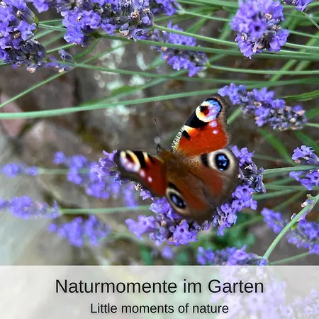 Lägenhet Kuckucksnest - Mit Traumblick Im Schwarzwald Bad Wildbad